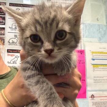 Raspberry Rally -  Domestic Short Hair Cat for Adoption in Chattanooga, Tennessee - Raspberry Rally | PetCurious