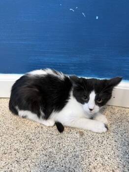 Acadia -  Domestic Short Hair Cat for Adoption in Harbor Springs, Michigan - Acadia | PetCurious