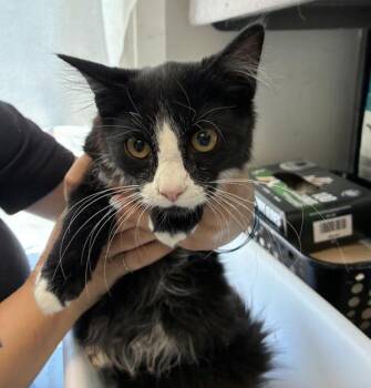*Heath* -  Domestic Long Hair Cat for Adoption in Salt Lake City, Utah - *Heath* | PetCurious