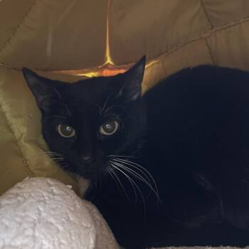 Domestic Short Hair Cats Available for Adoption - Elevator Music | PetCurious