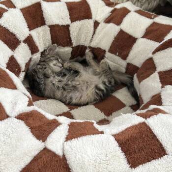 Kashtan -  Domestic Medium Hair Cat for Adoption in Candler, North Carolina - Kashtan | PetCurious