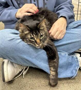 Domestic Medium Hair Cats Available for Adoption in Sisseton, South Dakota - Walter | PetCurious