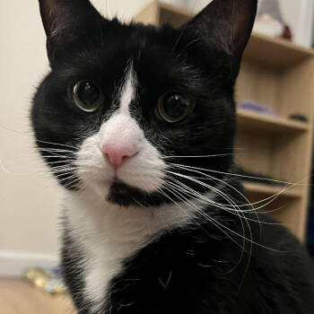 Rescue Domestic Short Hair Cats for Adoption in North Branford, Connecticut - 24-40 Oblina | PetCurious