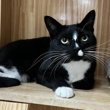 Domestic Short Hair Cats Available for Adoption - Meowdeline | PetCurious
