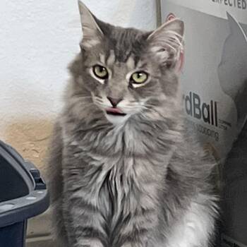 Rescue Domestic Medium Hair Cats for Adoption in San Diego, California - Jackpot | PetCurious
