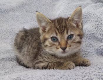 Baby Sparta -  Tabby Cat for Adoption in Nashville, Tennessee - Baby Sparta | PetCurious