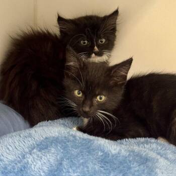 Domestic Short Hair Cats Available for Adoption in Hawthorne, California - Vinny | PetCurious