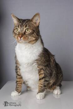 Domestic Short Hair Cats Available for Adoption in Maryville, Tennessee - Stumpy Picasso | PetCurious
