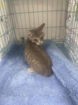 Spice -  Domestic Short Hair Cat for Adoption in Gainesville, Florida - Spice | PetCurious