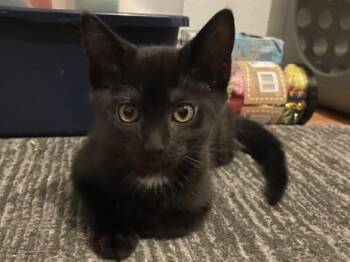 Bobby -  Domestic Short Hair Cat for Adoption in Oakville, Washington - Bobby | PetCurious
