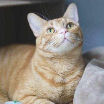 Domestic Short Hair Cats Available for Adoption in Atlanta, Georgia - Butter | PetCurious