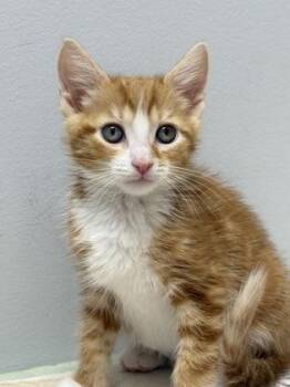 Johnny Storm -  Domestic Short Hair Cat Available for Adoption in West Chester, Pennsylvania - Johnny Storm | PetCurious