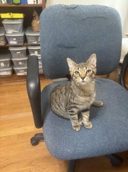 Dash -  Tabby Cat for Adoption in Cary, North Carolina - Dash | PetCurious