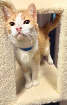 Domestic Short Hair Cats Available for Adoption in Chandler, Arizona - Marmalade | PetCurious