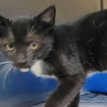 Gus Gus -  Domestic Short Hair Cat for Adoption in Palestine, Texas - Gus Gus | PetCurious