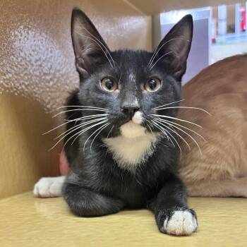 Figaro -  Domestic Short Hair Cat for Adoption in Sonora, California - Figaro | PetCurious