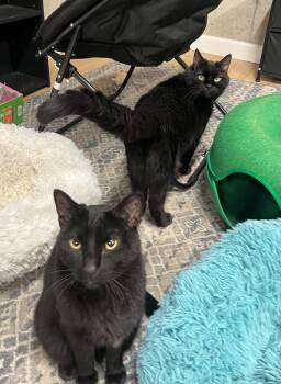 Diesel and Dinger -  Domestic Short Hair Cat for Adoption in West Lafayette, Indiana - Diesel And Dinger | PetCurious