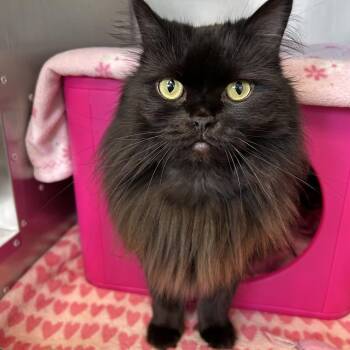 Domestic Long Hair Cats Available for Adoption - Miriam | PetCurious