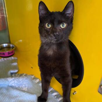 Domestic Short Hair Cats Available for Adoption - Roux | PetCurious