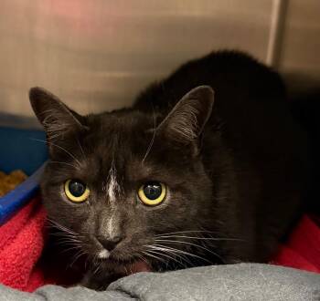 Little Bit -  Domestic Short Hair Cat for Adoption in Ocala, Florida - Little Bit | PetCurious