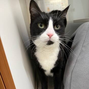 Rescue Domestic Short Hair Cats for Adoption in Branford, Connecticut - Simon | PetCurious