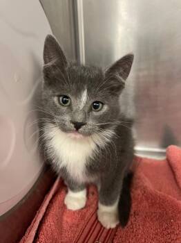 Dusty -  Domestic Short Hair Cat for Adoption in Grants Pass, Oregon - Dusty | PetCurious