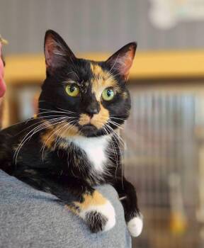 Coco -  Calico Cat for Adoption in Oak Ridge, Tennessee - Coco | PetCurious