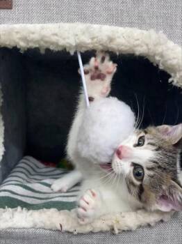 Domestic Short Hair Cats Available for Adoption - Niko | PetCurious