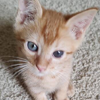 Dr. Pepper -  American Shorthair Cat for Adoption in Winston-salem, North Carolina - Dr. Pepper | PetCurious