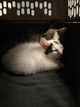Dixie -  Domestic Medium Hair Cat for Adoption in Virginia Beach, Virginia - Dixie | PetCurious