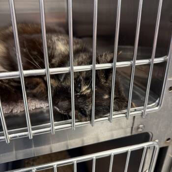 Domestic Medium Hair Cats Available for Adoption - 0174-C26 | PetCurious