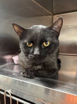 Rescue Domestic Short Hair Cats for Adoption in West Mifflin, Pennsylvania - Homie | PetCurious