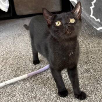 Sunny -  Domestic Short Hair Cat for Adoption in Peachtree City, Georgia - Sunny | PetCurious