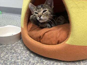 Lace -  Domestic Short Hair Cat for Adoption in Topeka, Kansas - Lace | PetCurious