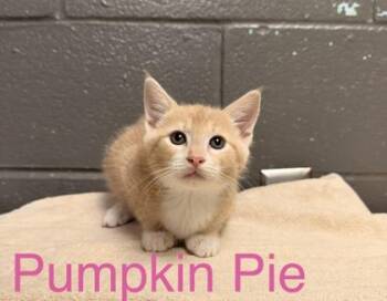 Pumpkin Pie -  Domestic Short Hair Cat for Adoption in Fort Worth, Texas - Pumpkin Pie | PetCurious