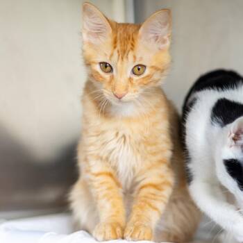 Buttercup -  Domestic Long Hair Cat for Adoption - Buttercup | PetCurious