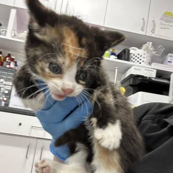 Domestic Short Hair Cats Available for Adoption in Newark, New Jersey - AHNJ-Stray-119770 | PetCurious