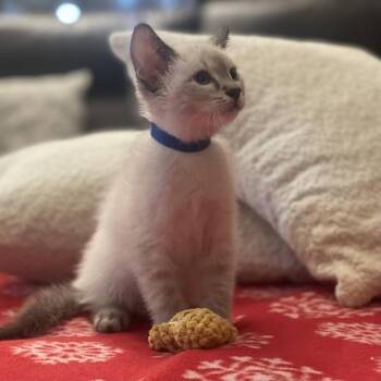 Sky -  Domestic Short Hair and Siamese Cat for Adoption in Lewisville, Texas - Sky | PetCurious