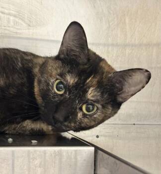Sid -  Domestic Short Hair Cat for Adoption in Golden, Colorado - Sid | PetCurious