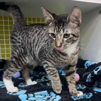 Domestic Short Hair Cats Available for Adoption in Honolulu, Hawaii - Shorty | PetCurious