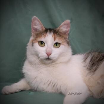 Solara -  Calico Cat for Adoption in Calgary, Alberta - Solara | PetCurious