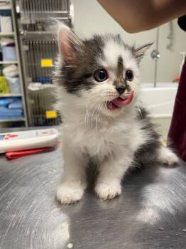 Wanda -  Persian Cat for Adoption in Fall River, Massachusetts - Wanda | PetCurious
