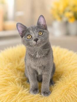 Foxy -  Domestic Short Hair Cat for Adoption in Sebastian, Florida - Foxy | PetCurious