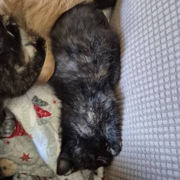 Beryl -  Domestic Short Hair Cat for Adoption in Walled Lake, Michigan - Beryl | PetCurious