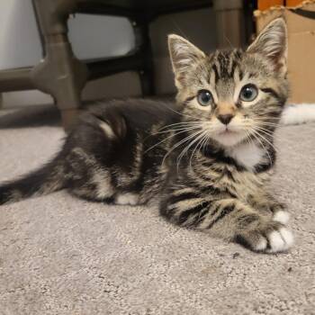Betty -  Domestic Short Hair Cat for Adoption in Keizer, Oregon - Betty | PetCurious