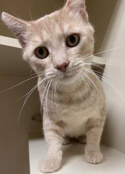 Rescue Domestic Short Hair Cats for Adoption in Germantown, Tennessee - Tony | PetCurious