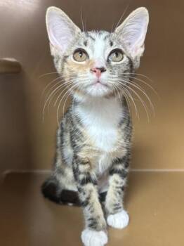 Aries $75 @ Petsmart -  Domestic Short Hair Cat for Adoption in Seneca, South Carolina - Aries $75 @ Petsmart | PetCurious