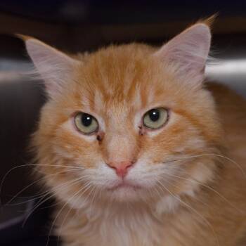 Mr. Wizard -  Domestic Short Hair Cat for Adoption in Seattle, Washington - Mr. Wizard | PetCurious