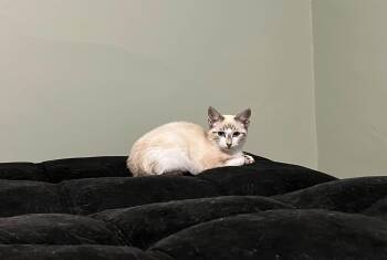 Taz -  Siamese and Domestic Short Hair Cat for Adoption in Spencerville, Ontario - Taz | PetCurious