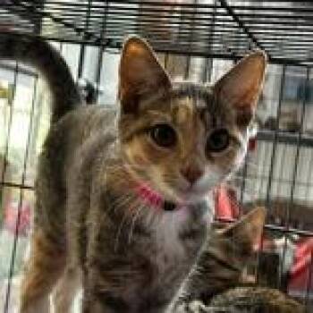 Tootsie -  Domestic Short Hair Cat for Adoption in Portsmouth, Ohio - Tootsie | PetCurious
